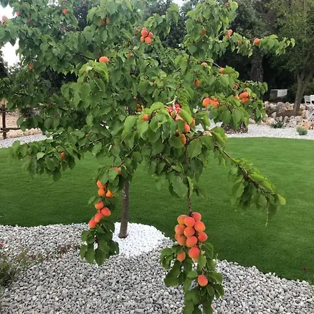 Il Trullo Bianco Apartment Selva Di Fasano