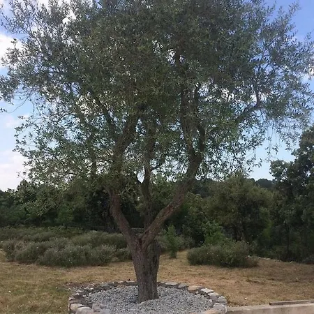 Il Trullo Bianco * Selva Di Fasano